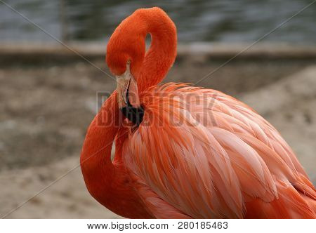 Pink Flamingo In Rostov Zoo Is A Beautiful Bird