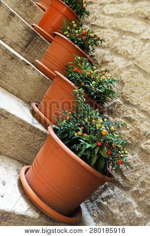 String Pots With Ornamental Nightshade On The Stairs