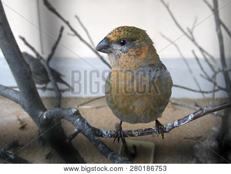 Crossbill, Ordinary Crossbill Forest Songbird From The Family Of Finches. It Is Characterized By A P