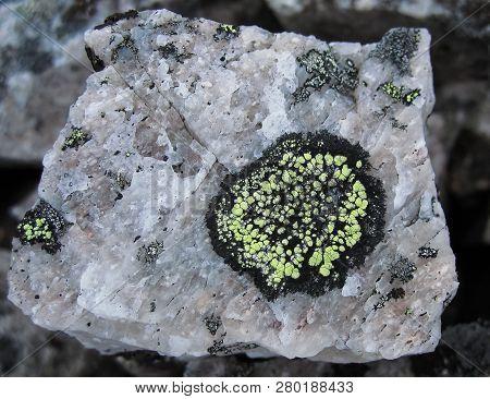 A Yellow Map Lichen On A White Rock