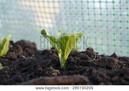 Broad Bean Seedling In Polytunnel, Wintertime, Growing For Spring