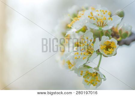 Flowers Of Nanking Cherry, Prunus Tomentosa, Korean, Manchu, Downy, Shanghai, Ando, Mountain, Chines