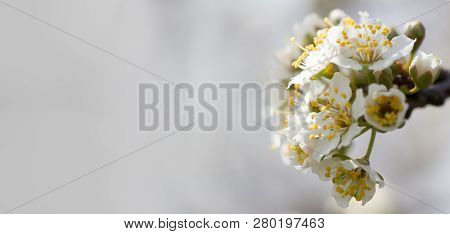 Flowers Of Nanking Cherry, Prunus Tomentosa, Korean, Manchu, Downy, Shanghai, Ando, Mountain, Chines