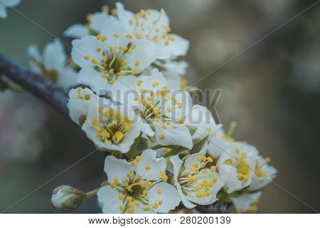 Flowers Of Nanking Cherry, Prunus Tomentosa, Korean, Manchu, Downy, Shanghai, Ando, Mountain, Chines