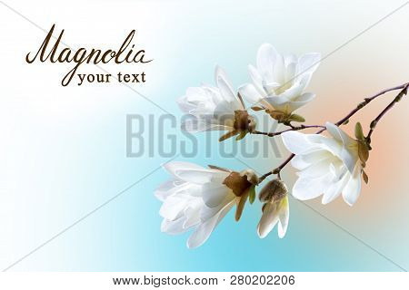 Spring Card, A Branch Of White Magnolia Kobus On Unfazed Background
