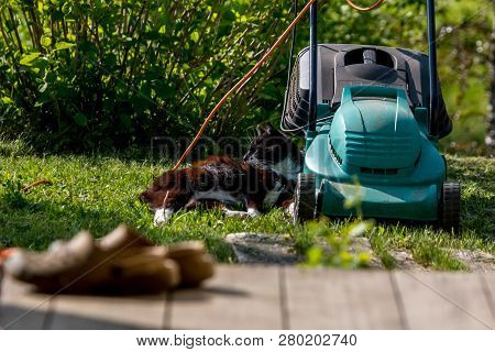 Outdoor Shot Of Green Lawnmower And Cat. Electric Lawn Mower In Green Grass. Cat Sleeping Near Elect