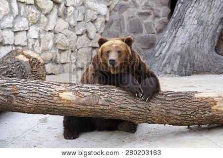 The Brown Bear Ursus Arctos Is A Bear That Is Found Across Much Of Northern Eurasia And North Americ