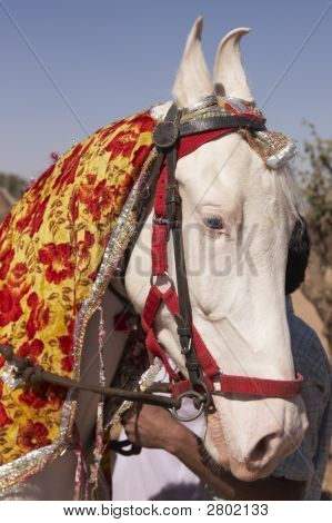 Hvid Marwari hingst