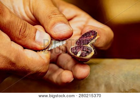 Yumbos Chocolate, Mindo, Ecuador, Dec 7, 2017 - Man Cuts Open A Dried Chocolate Bean To Display