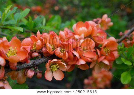Japanese Quince Or Chaenomeles Japonica. Flowers Of Chaenomeles Japonica In The Spring Garden