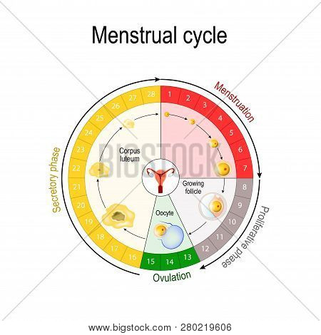 Menstrual Cycle Chart. Increase And Decrease Of The Hormones. The Graph Also Depicts The Growth Of T