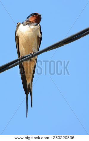Close Up Of A Barn Swallow (hirundo Rustico) Perching On A Phone Wire