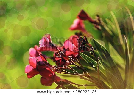 Backlight Of Pink Flowers At Sunset. Bokeh Effects.