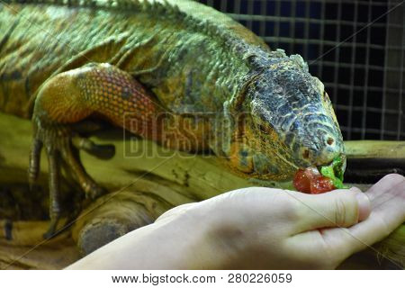Wild & Dangerous Iguana In The Tropical Region