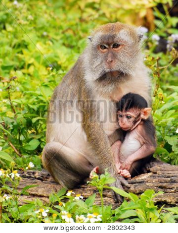 Holding Baby Mama macaco