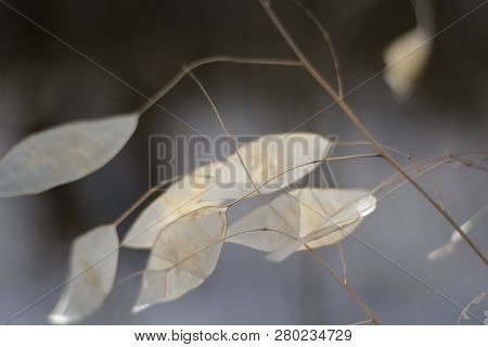 Ornamental Pods Of Lunaria In Winter. Lunaria Annua. Silver Dollar, Dollar Plant, Moonwort