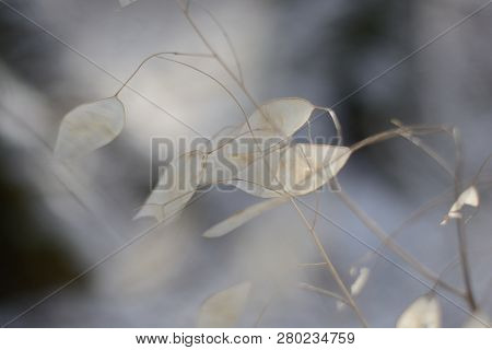 Ornamental Pods Of Lunaria In Winter. Lunaria Annua. Silver Dollar, Dollar Plant, Moonwort