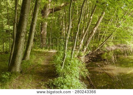 Path Along Pond At Connors Farm Conservation Area In Smithfield, Rhode Island