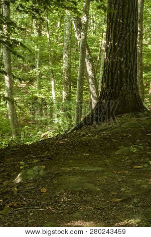 Steep Drop-off In Woods At Connors Farm Conservation Area In Smithfield, Rhode Island