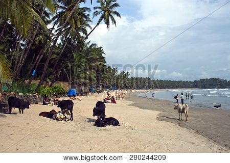 Palolem - August 22: Tourists And Holy Cows Enjoy A Beach Pololem, Goa, India On August 22, 2011. Th