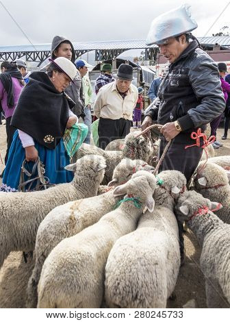 Canar, Ecuador - July 12, 2015 - Sheep Are Tied Into Circles At The Saturday Animal Market For Sale