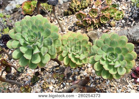 Hens And Chicks Or House Leek Succulent