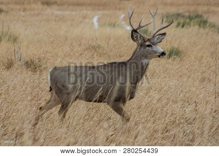 This Mule Deer Buck Was Part Of A Bachelor Heard Near Denver, Colorado.
