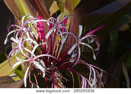 Flourishing Crinum Augustum Lily On Tropical St. Thomas Island, Virgin Islands Us. White And Purple 