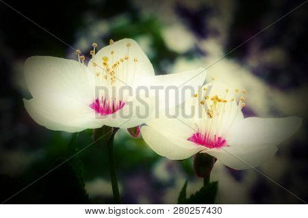 Flowers Of Cherry Tree Blossom, Macro With Shallow Depth Of Feald