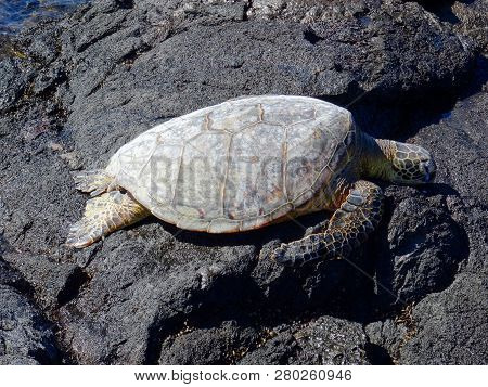 Beautiful Sea Turtle Resting At Mahai'ula Beach