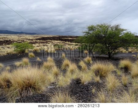 Typical Landscape Of Big Island With Lava Rocks, Hawaii