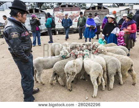 Canar, Ecuador - July 12, 2015 - Sheep Are Tied Into Circles At The Saturday Animal Market For Sale