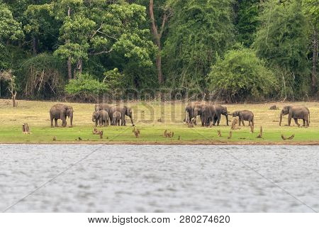 Elephants On The Banks Of Kabini River, Nagarhole, Karnataka, India