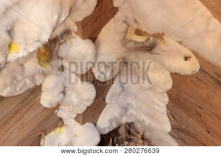 White Yellow Fluffy Mold Fungus On Wooden Board In Cellar, Attic, Basement In Residential Building.