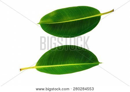 Two Tropical Green Leaf Isolated On White Background With Clipping Path. Decora Tree, Indian Rubber 