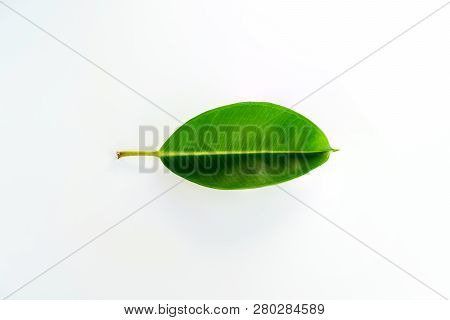 Tropical Green Leaf Isolated On White Background. Decora Tree, Indian Rubber Tree, Rubber Plant, Fic