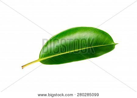 Tropical Green Leaf Isolated On White Background With Clipping Path. Decora Tree, Indian Rubber Tree