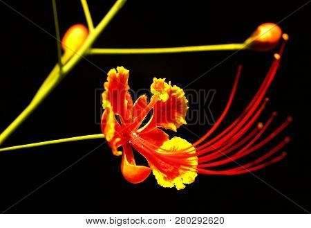 Caesalpinia Known As Peacock Flower, Barbados Flower Fence, Flower Fence, Jambol Merak, Cana, Barbad