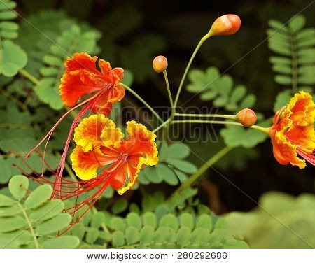 Caesalpinia Known As Peacock Flower, Barbados Flower Fence, Flower Fence, Jambol Merak, Cana, Barbad