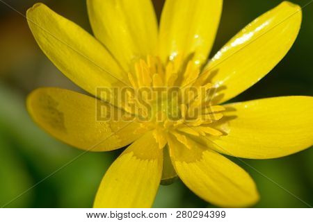 Macro Shot Of A Lesser Celandine Flower