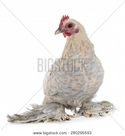 Dutch Booted Bantam In Front Of White Background