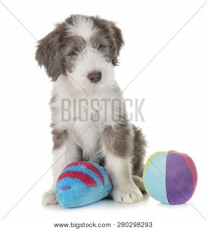 Puppy Bearded Collie In Front Of White Background