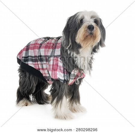Bearded Collie In Front Of White Background