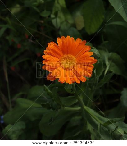 Common Marigold Is A Common Name For Several Plants In The Asteraceae Family Cultivated As Ornamenta