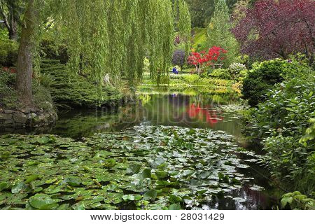  En dam dækket af blade af en lilje og omgivet af blomstrende buske og gråd willows