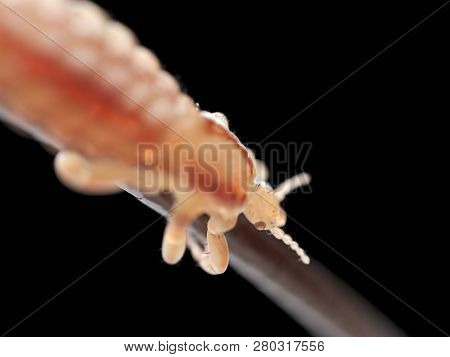 3d rendered illustration of a head louse
