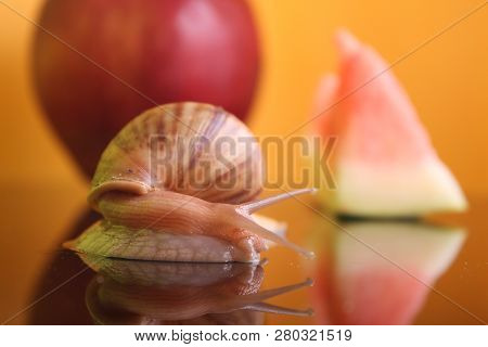 A Snail With An Apple And A Piece Of A Watermalon