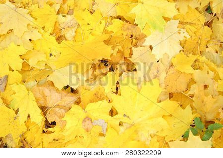 Autumn Photo, Many Yellow (gold) Maple Leaves,