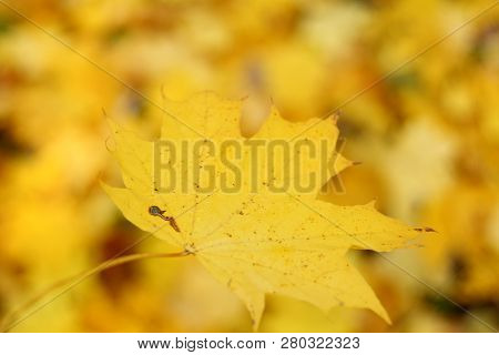 Autumn Background, Isolated Falling Yellow Maple Leaf