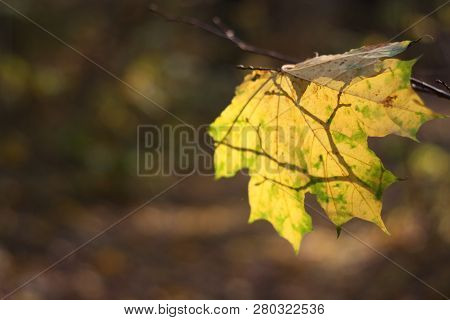 Autumn Background, Isolated Falling Yellow Maple Leaf